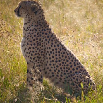 肯尼亚马赛马拉国家保护区+安博塞利+蒙巴萨+纳库鲁+察沃10日9晚私家团