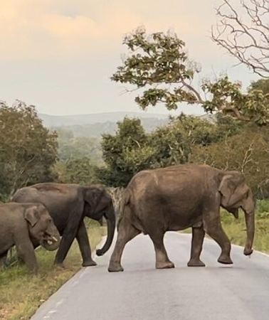 2D1N • 2 Day Bandipur Safari and Mysore Palace Tour