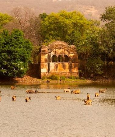 2D1N • Private Tour: 2-Day Ranthambore National Park from Jaipur