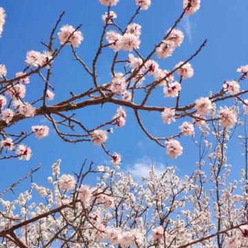 新疆乌鲁木齐+伊犁6日5晚私家团