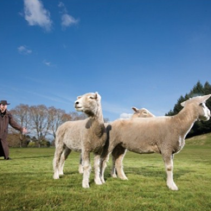 澳大利亚悉尼+奥克兰+罗托鲁瓦10日跟团游