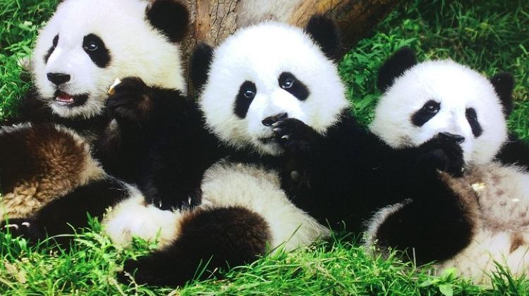 4D3N · Private Tours · Private 4-Day Tour: Beijing, Xi'an, Chengdu & Shanghai