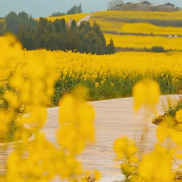 昆明+罗平+弥勒+元阳+建水6日5晚自由行