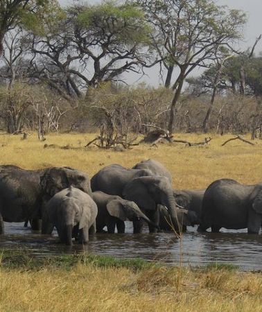 4D3N • 4-Day Chobe & Savuti Wildlife Safari in Botswana