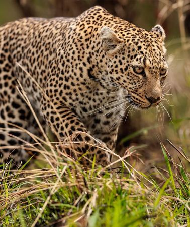 6D5N • Private 2-person Tanzania safari - Serengeti & Ngorongoro wildlife adventure