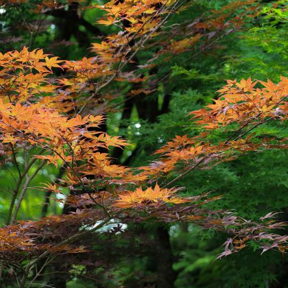 日本名古屋+松本市+金泽+高山市6日5晚私家团