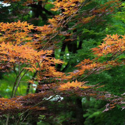 日本名古屋+松本市+金泽+高山市6日5晚私家团