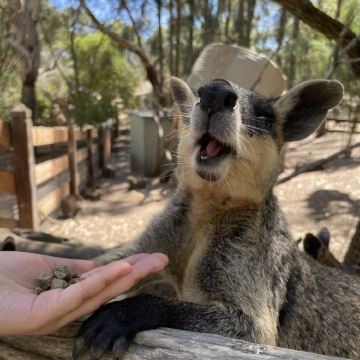 澳大利亚阿德莱德+弗勒里厄半岛+汉多夫德国村4日3晚私家团