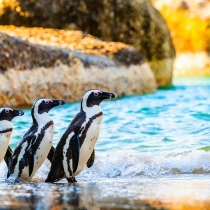 南非克鲁格国家公园+花园大道+齐齐卡马国家公园12日9晚跟团游