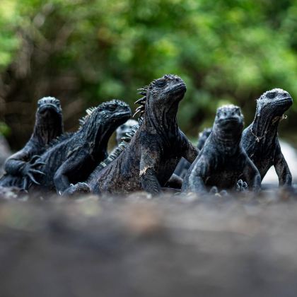 厄瓜多尔基多+巴尼奥斯+瓜亚基尔+昆卡+加拉帕戈斯省19日18晚跟团游