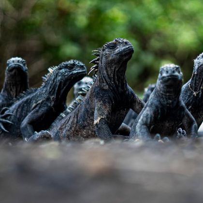 厄瓜多尔基多+巴尼奥斯+瓜亚基尔+昆卡+加拉帕戈斯省19日18晚跟团游