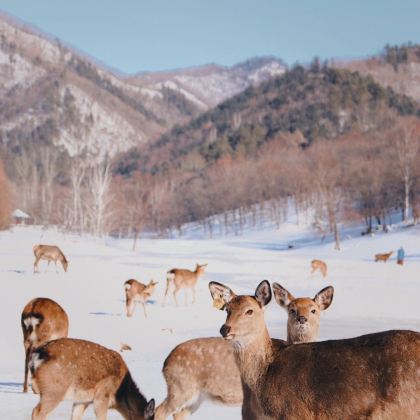 伊春4日3晚拼小团