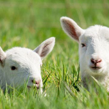 呼伦贝尔+海拉尔+阿尔山+满洲里7日6晚私家团