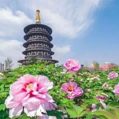 中国河南洛阳洛邑古城+神州牡丹园2日跟团游