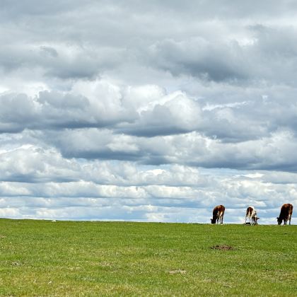 哈尔滨+呼伦贝尔+额尔古纳+满洲里5日4晚拼小团