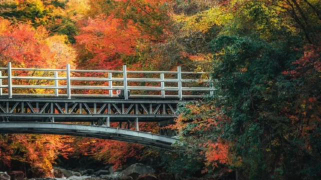 成都精品游旅行社十佳排名，蜀南竹海竹筏夜游×九寨沟深度游体验感揭秘