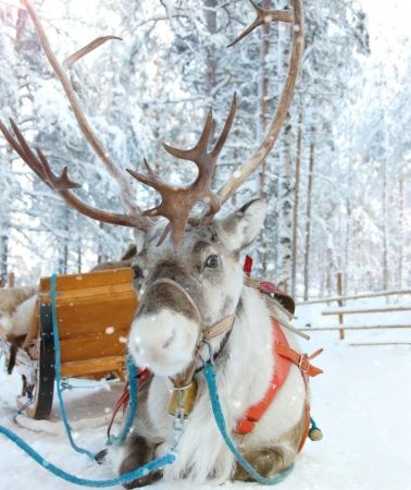 6D5N • Jilin Changbai Mountain + Donghua + Harbin - 3 hours of skiing