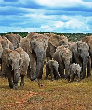 6D5N • 6-Day Garden Route & Addo South African Adventure from Cape Town