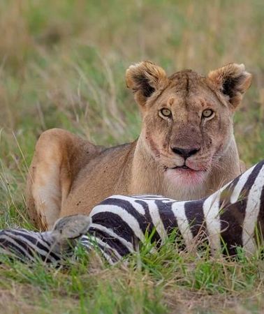 2D1N • 2 Days Joined Group Tarangire and Ngorongoro Crater National Park