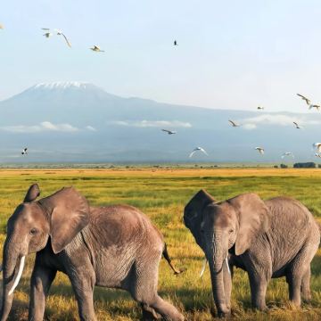 坦桑尼亚+塞伦盖蒂国家公园+桑给巴尔岛9日8晚私家团