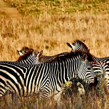 坦桑尼亚阿鲁沙+塞伦盖蒂国家公园+恩戈罗恩戈罗火山口+塔兰吉雷国家公园+桑给巴尔岛10日8晚私家团