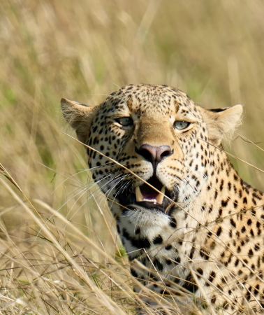 4D3N • East Africa: Kenya + Nairobi + Maasai Mara National Reserve