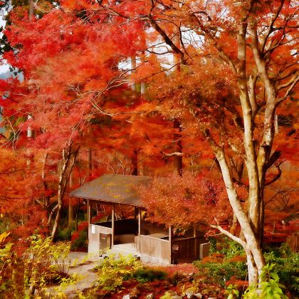 大阪+京都+名古屋+金泽+白川乡+岚山嵯峨野观光小火车+下吕温泉+高山阵屋11日10晚拼小团