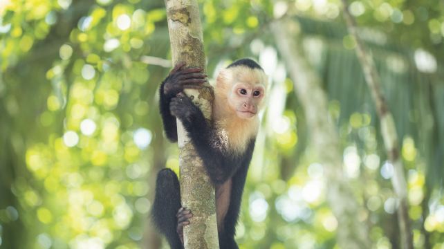 16-Day Costa Rica Adventure Tour from San José·Quepos, Monteverde, La Fortuna, Sarapiquí Rainforest, Tortuguero | Max 16 Pax