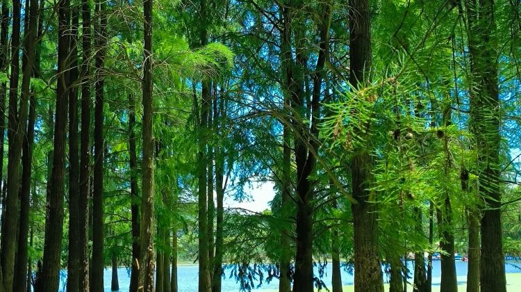 6-Day Qingshan Lake + Mount Huangshan Scenic Area + Hongcun Village + Qiandao Lake + West Lake + Huizhou Ancient City