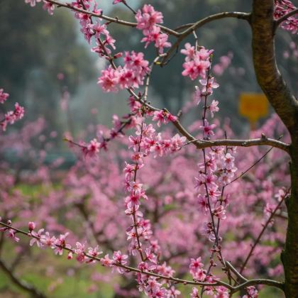 江西南昌+庐山+景德镇+婺源+三清山风景区+望仙谷6日5晚拼小团