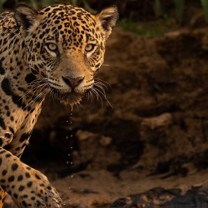 巴西马托格罗索州潘塔纳尔马托格罗索国家公园5日4晚跟团游