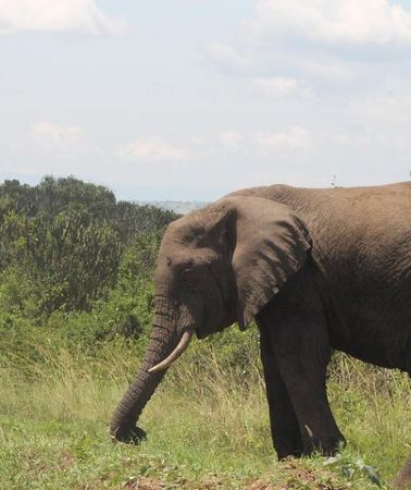 7D6N • 7-Day Murchison Falls, Chimps & Gorilla Trekking