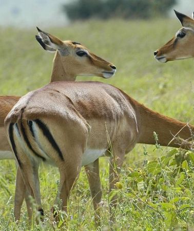 3D2N • 3 Days 2 Nights Group Joining Serengeti and Ngorogoro Safari