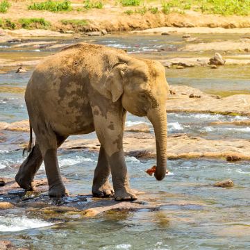 斯里兰卡科伦坡+亭可马里5日4晚私家团