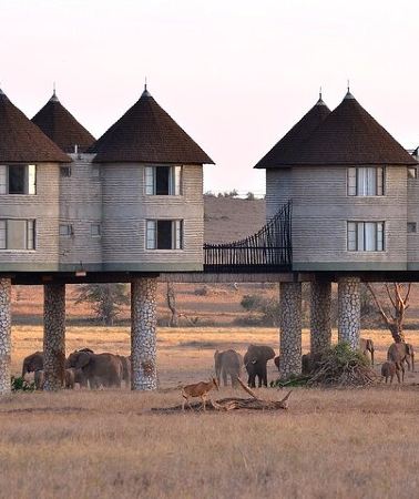2D1N • Overnight Safari To Saltlick Lodge from Mombasa