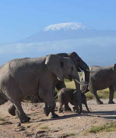 4D3N • 4-Days Masai Mara And lake Nakuru unforgettable Adventure