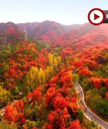 5日4晚 • 《季節限定》【國泰航空】🍁 秋韻齊魯~山東紅葉賞秋🍁5天升純團  青島(八大關🍁、啤酒博物館)、淄博(紅葉柿岩景區🍁)、泰安(五嶽之首~泰山)、濟南(紅葉谷生態文化旅遊區🍁) · 《...