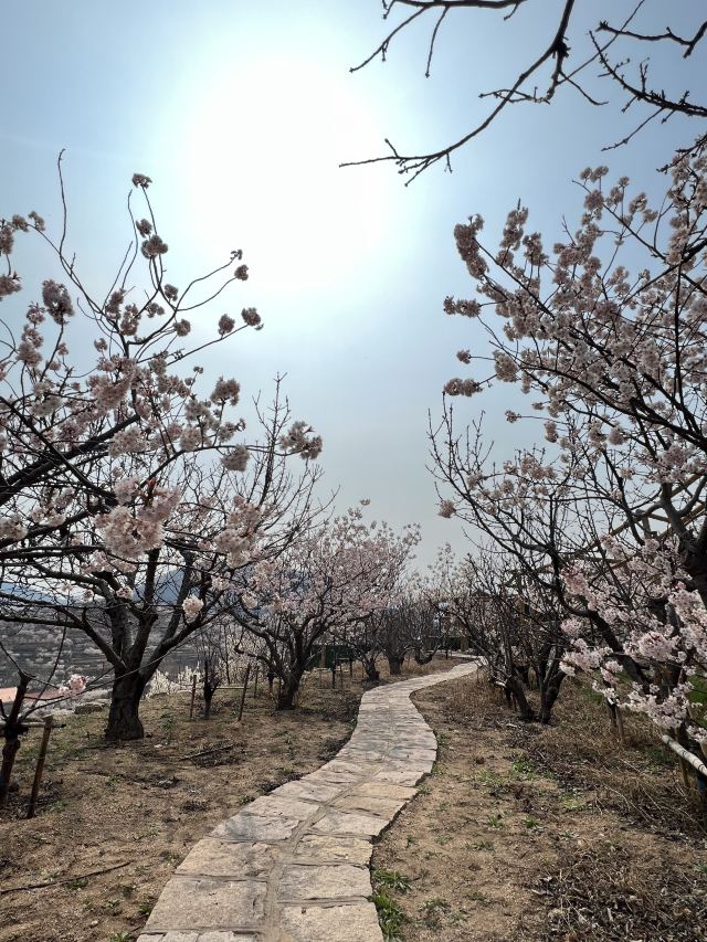 崂山大崂樱桃谷旅行图片 4