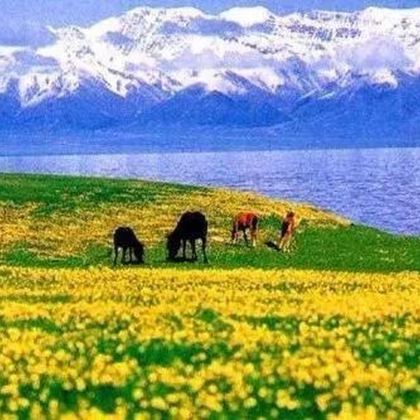 新疆北疆+乌鲁木齐+伊犁+天山天池9日8晚私家团