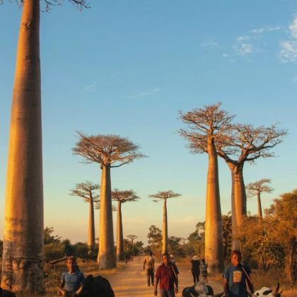 马达加斯加+毛里求斯+留尼汪（法属）+塞舌尔14日13晚私家团