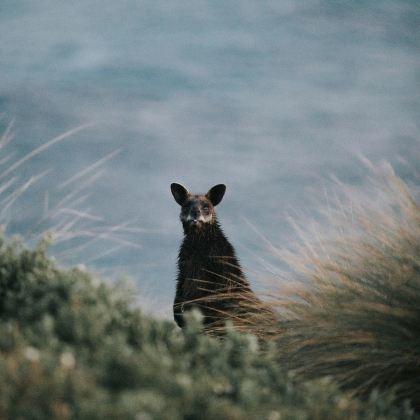 澳大利亚西澳大利亚珀斯4日3晚私家团