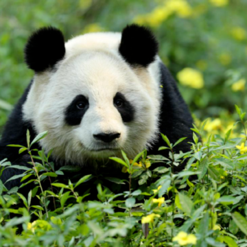 徒步·唐家河自然风景区+广元+绵阳+都江堰+剑门关6日5晚跟团游