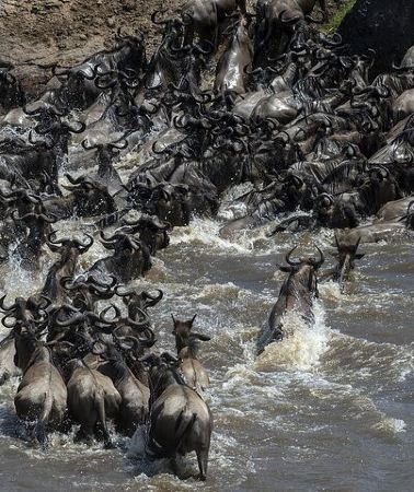 4D3N • 4 Days wildebeest lake nakuru masai mara safari