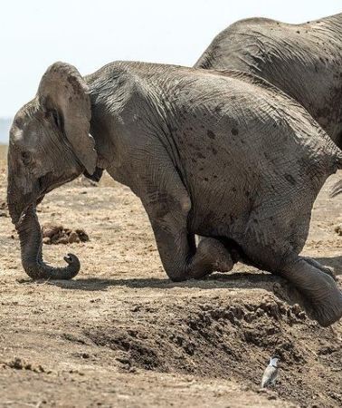 3D2N • 3 Days Masai Mara Wildlife private safari - Mid range budget