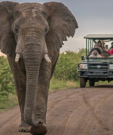 5D4N • 5 Day Garden Route and Addo Safari - Best of South Africa Small Group Tour