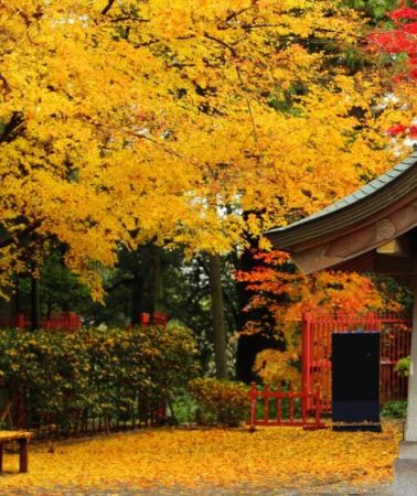 7D6N • Autumn Northeast Japan Experience Tour: Aomori & Yamagata, Nebuta House, Hirosaki Castle Park, Takayama Inari Shrine, Oirase Stream, Lake Towada, Lake Tazawa, Chuson-ji Temple, Geibikei Gorge