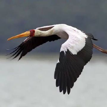 坦桑尼亚塞卢斯禁猎区+米库米国家公园+鲁阿哈国家公园9日7晚私家团