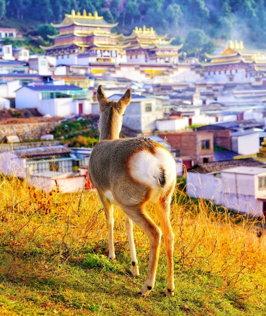 10D9N • Qinghai + Gannan + Salt Lake + Temples + Grasslands + Tibetan Villages + Wetlands + Forests + Canyons + Jiangdie Highway + Quality Accommodation Throughout + Comfortable Transportation