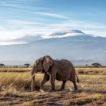 肯尼亚马赛马拉国家保护区+纳库鲁+地狱之门国家公园+奈瓦沙湖+安博塞利8日6晚私家团