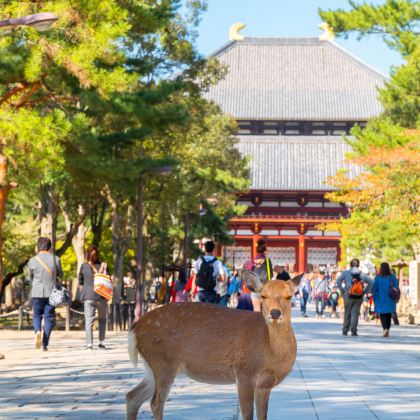 日本东京+大阪6日5晚私家团